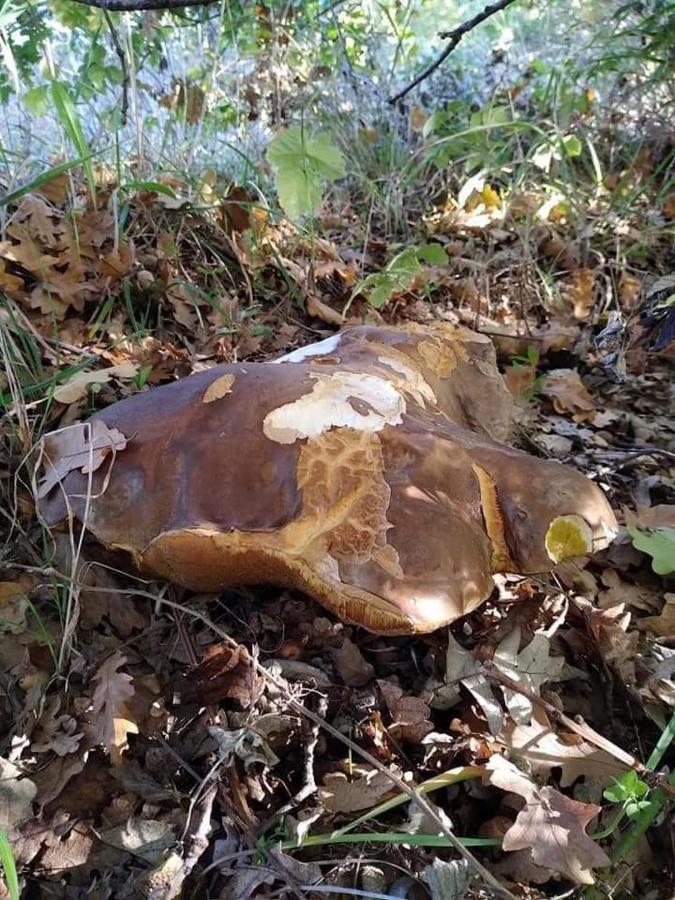 Casa Vacanza Zia Ersilia Rotondi Exteriör bild